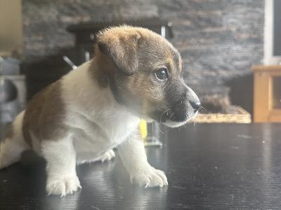 Adorable Small Jack Russells in Kerry
