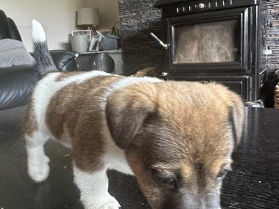 Adorable Small Jack Russells in Kerry