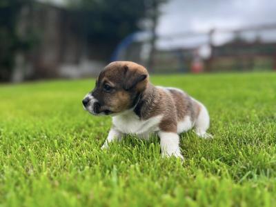 Adorable Small Jack Russells in Kerry
