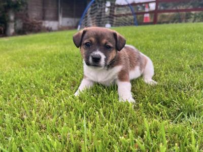 Adorable Small Jack Russells in Kerry