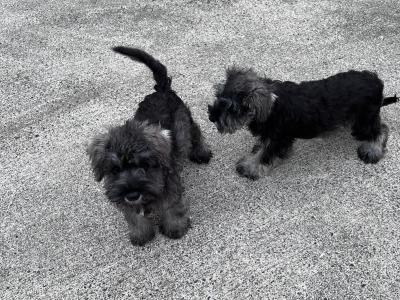 Beautiful miniature schnauzer pups ( add will close when sold)