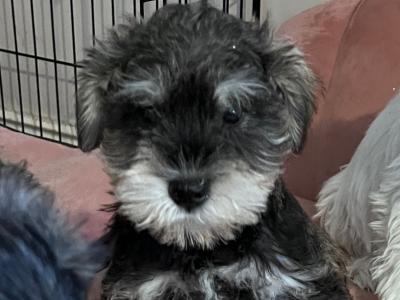 Stunning miniature Schnauzer puppies in Wexford