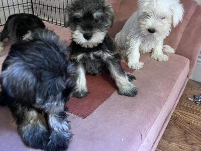 Stunning miniature Schnauzer puppies in Wexford