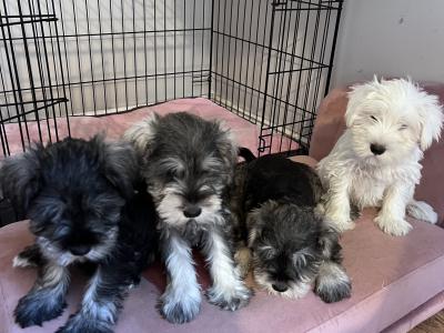 Stunning miniature Schnauzer puppies in Wexford
