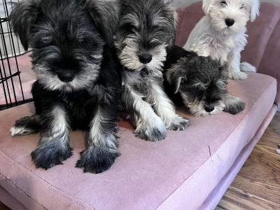 Stunning miniature Schnauzer puppies in Wexford