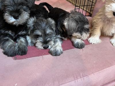 Stunning miniature Schnauzer puppies in Wexford
