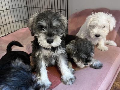 Stunning miniature Schnauzer puppies in Wexford