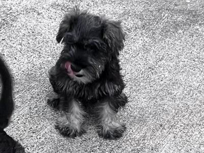 Beautiful miniature Schnauzer puppies in Wexford (Ad Will Close When Sold)