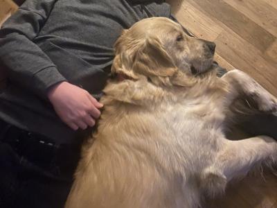Caleb -  Golden Retriever for stud in Galway