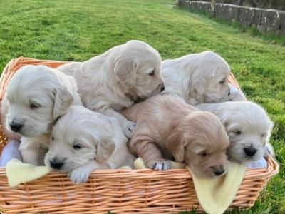 Caleb -  Golden Retriever for stud in Galway