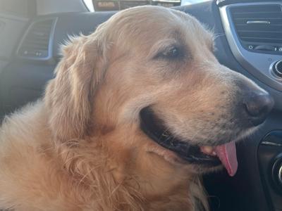 Caleb -  Golden Retriever for stud in Galway