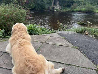 Caleb -  Golden Retriever for stud in Galway