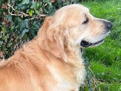 Caleb -  Golden Retriever for stud in Galway