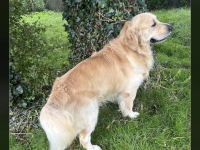 Caleb -  Golden Retriever for stud in Galway