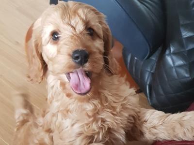 Miniature Cockapoo puppies