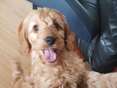 Miniature Cockapoo puppies in Galway