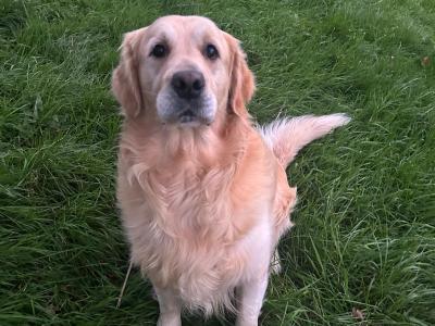Caleb -  Golden Retriever for stud in Galway