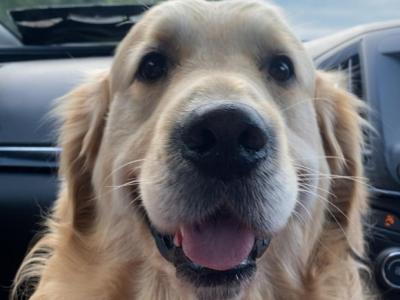Caleb -  Golden Retriever for stud in Galway