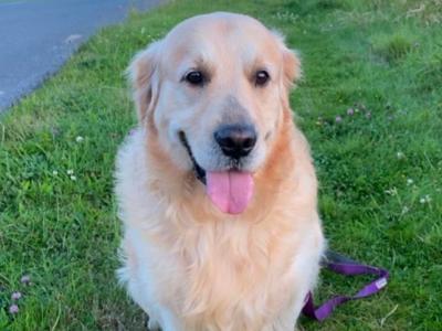 Caleb -  Golden Retriever for stud in Galway