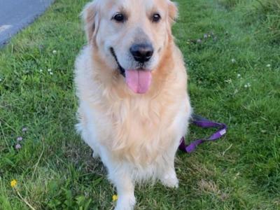 Caleb -  Golden Retriever for stud in Galway