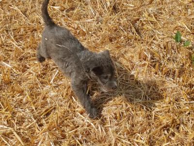 Greengrass Lurcher