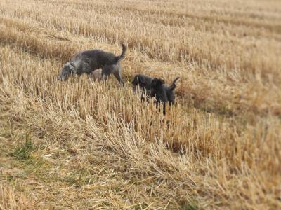 Greengrass Lurcher