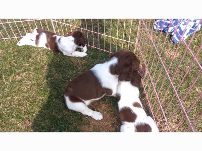 Springer Spaniel pups