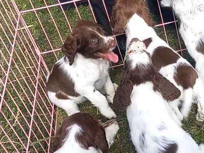 Springer Spaniel puppies in Kilkenny.(only one female left).