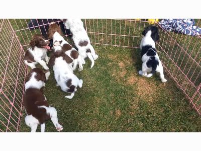 Springer Spaniel pups