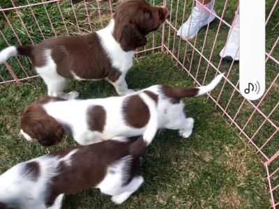 Springer Spaniel pups