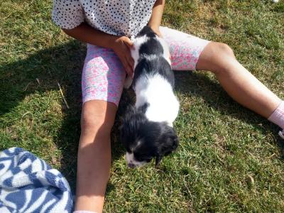 Springer Spaniel pups