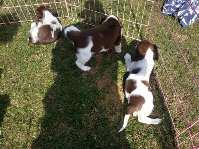 Springer Spaniel pups
