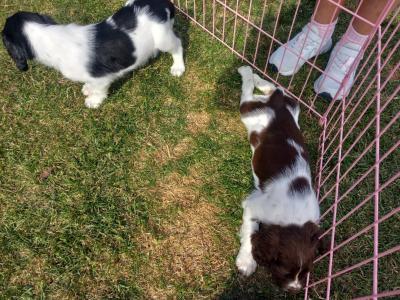 Springer Spaniel pups