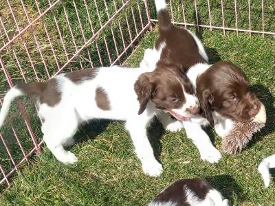 Springer Spaniel puppies in Kilkenny