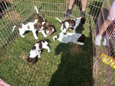 Springer Spaniel pups