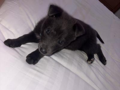 Blue German Shepherd Male