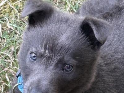 Blue German Shepherd Male
