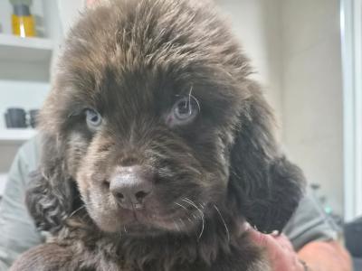 9 week old  Newfoundland puppies in Offaly