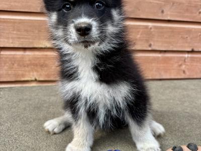 POMSKYS