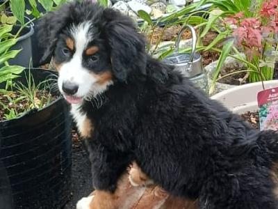 Bernese Mountain Dog puppies in Kilkenny