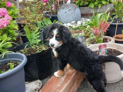 Bernese mountain