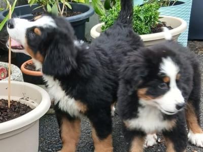 Bernese mountain