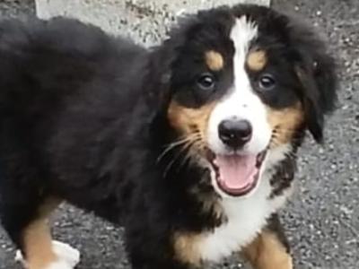 Bernese Mountain Dog puppies in Kilkenny