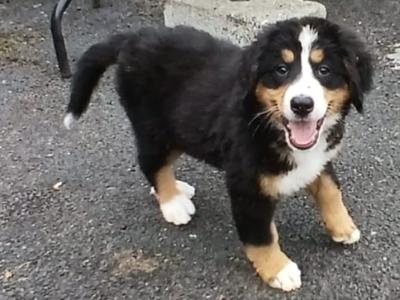 Bernese Mountain Dog puppies in Kilkenny