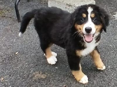 Bernese mountain