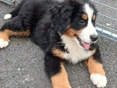Bernese mountain