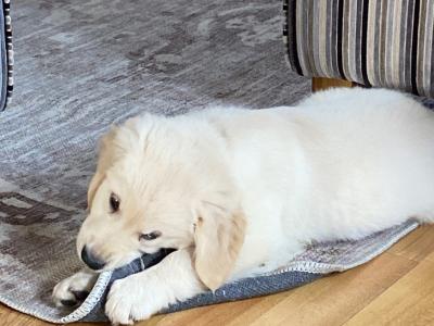 Golden Retriever male IKC registered