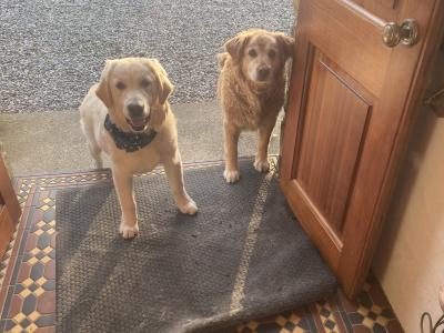 Golden Retriever male IKC registered