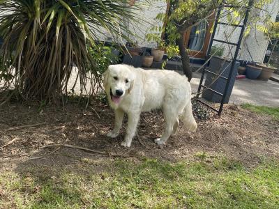Golden Retriever male IKC registered