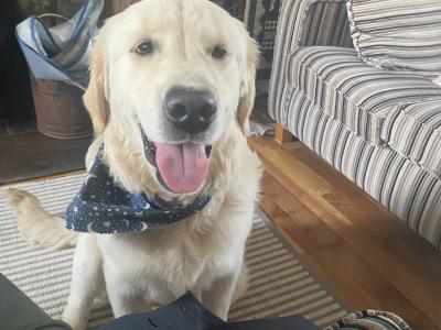 Golden Retriever male IKC registered